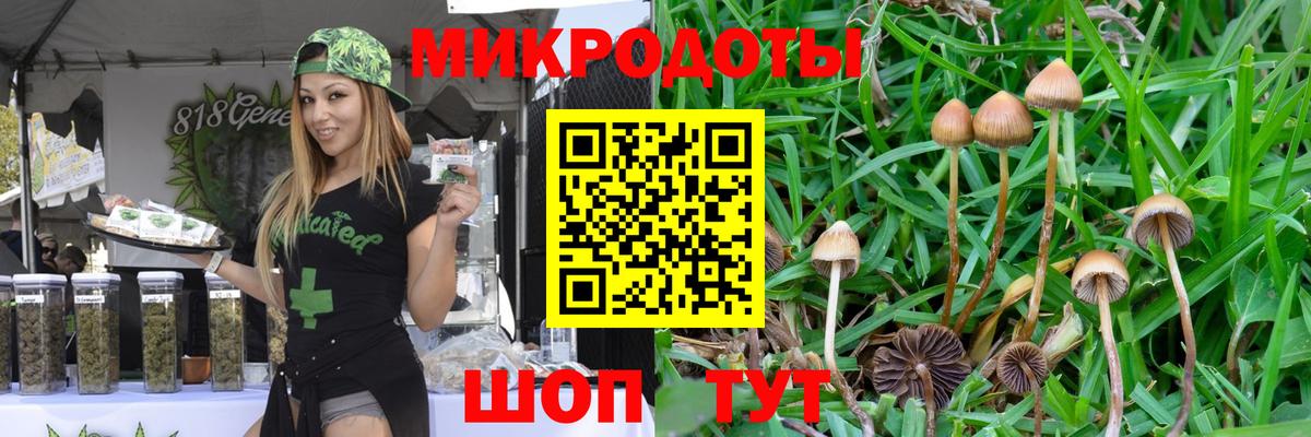 Псилоцибиновые грибы Psilocybine cubensis  Вход с VPN  Кольчугино 